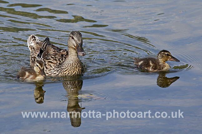 Click to See Next Image