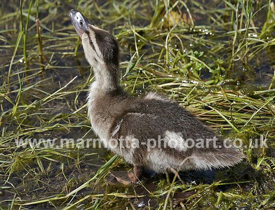 Click to See Next Image