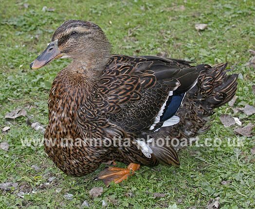 Click to See Next Image