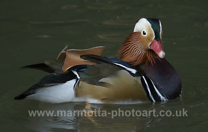 Click to See Next Image