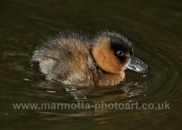 Click to See Next Image