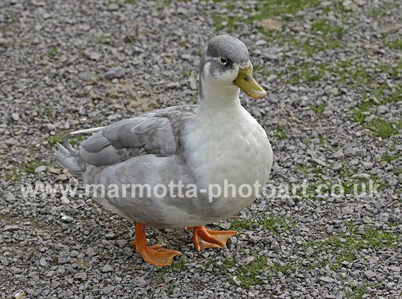 Click to See Next Image