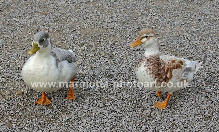 Click to See Next Image