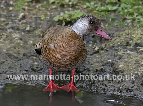 Click to See Next Image