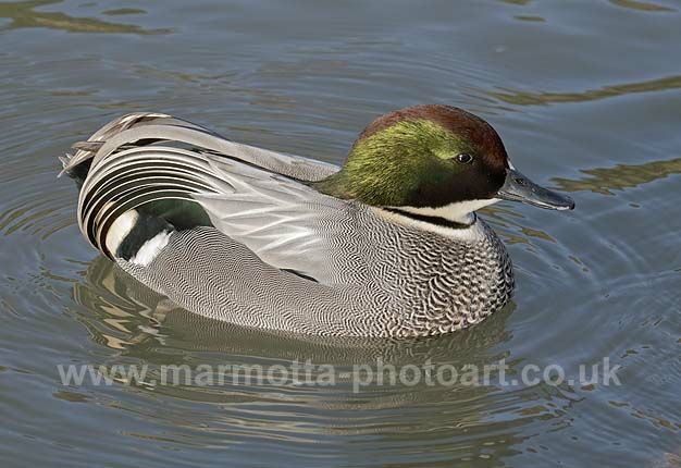 Click to See Next Image