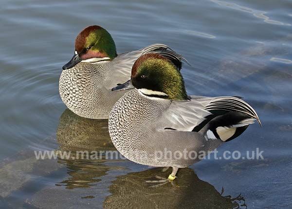 Click to See Next Image