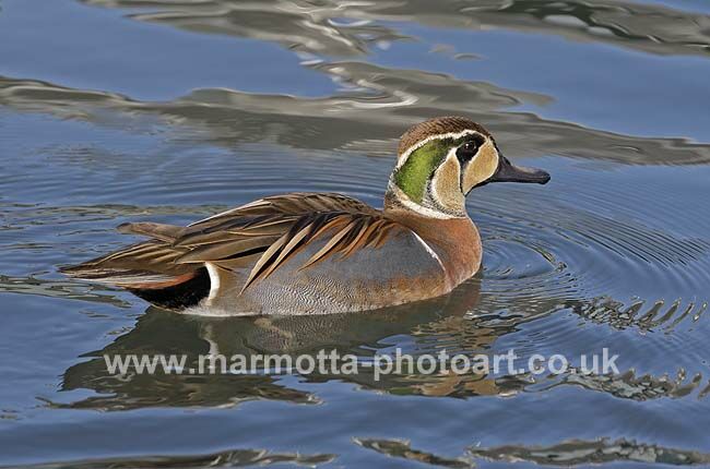 Click to See Next Image