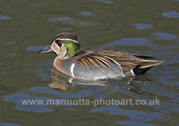 Click to See Next Image