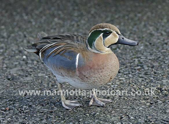 Click to See Next Image