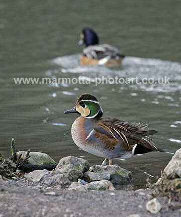 Click to See Next Image