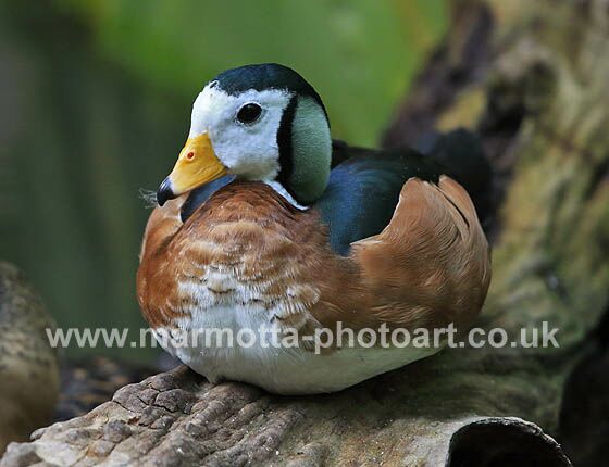 Click to See Next Image