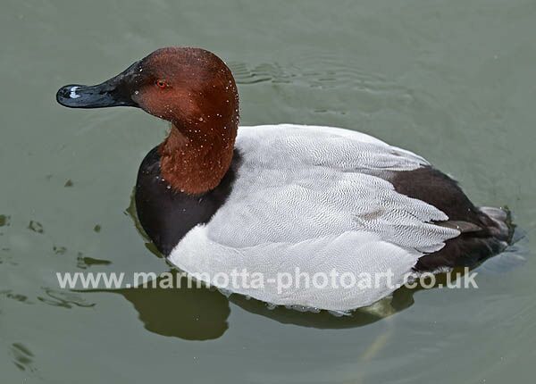 Click to See Next Image