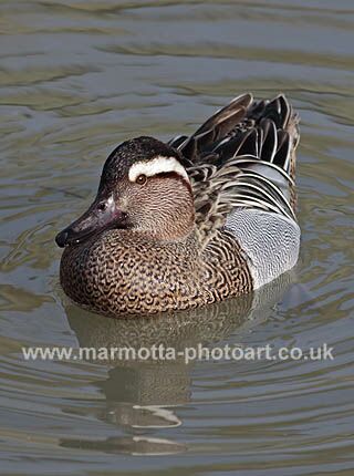 Click to See Next Image