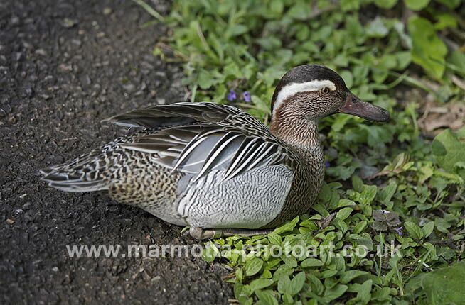 Click to See Next Image