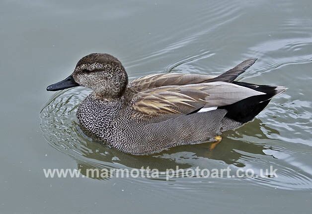 Click to See Next Image