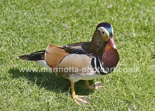 Click to See Next Image