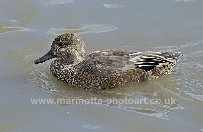 Click to See Next Image