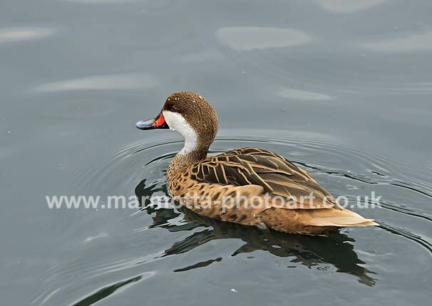 Click to See Next Image