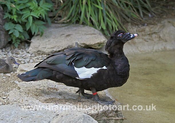 Click to See Next Image