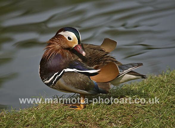 Click to See Next Image