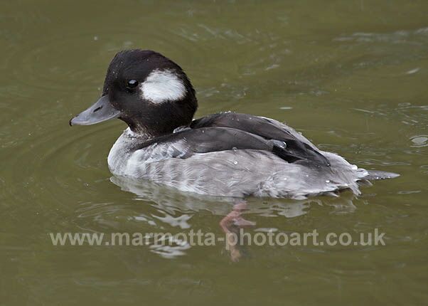 Click to See Next Image