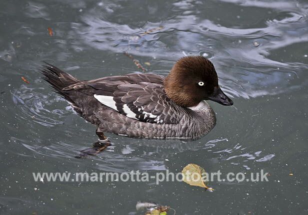 Click to See Next Image