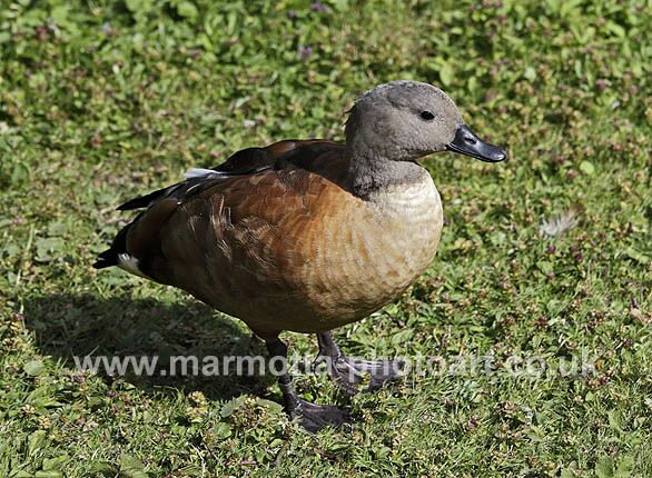 Click to See Next Image