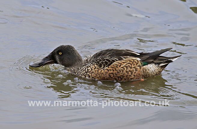 Click to See Next Image