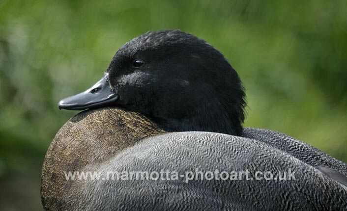 Click to See Next Image