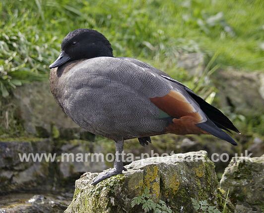 Click to See Next Image