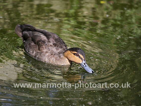 Click to See Next Image