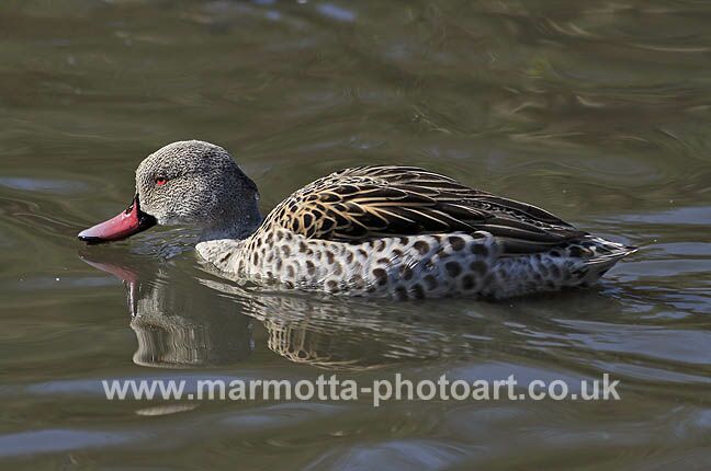 Click to See Next Image