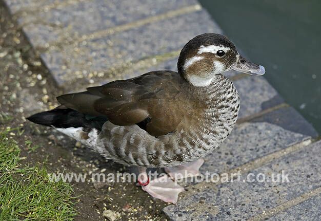 Click to See Next Image