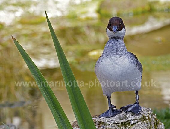 Click to See Next Image