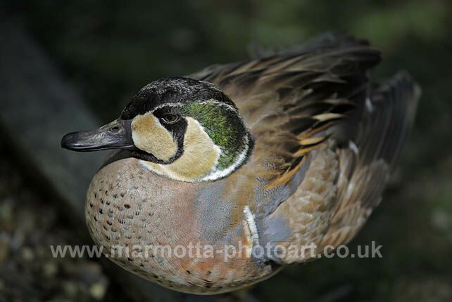 Click to See Next Image