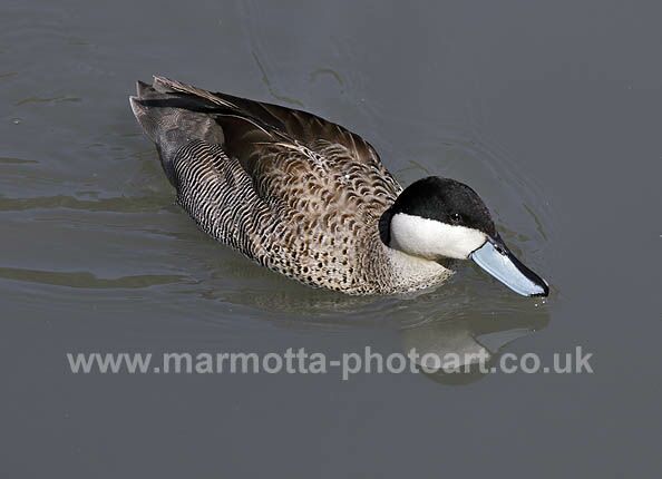 Click to See Next Image