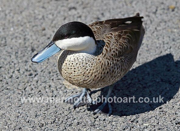 Click to See Next Image