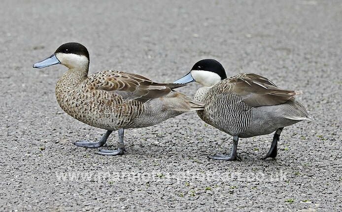 Click to See Next Image