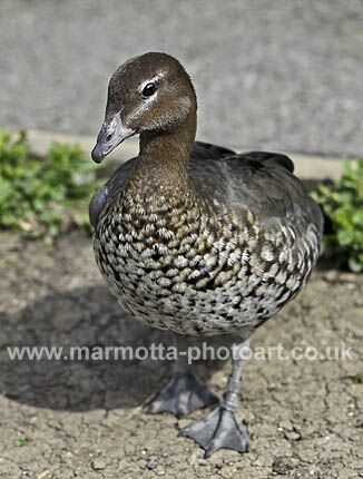 Click to See Next Image