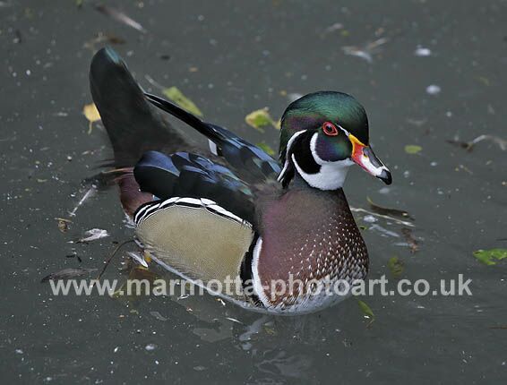 Click to See Next Image