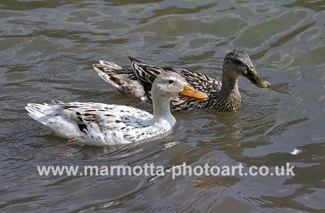 Click to See Next Image