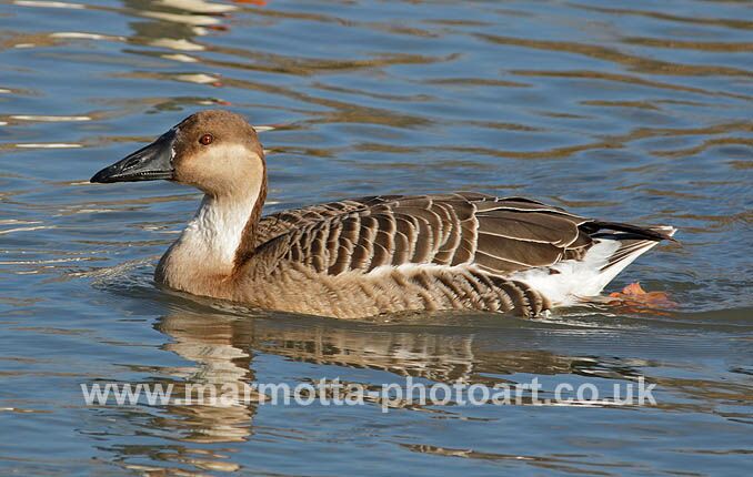 Click to See Next Image