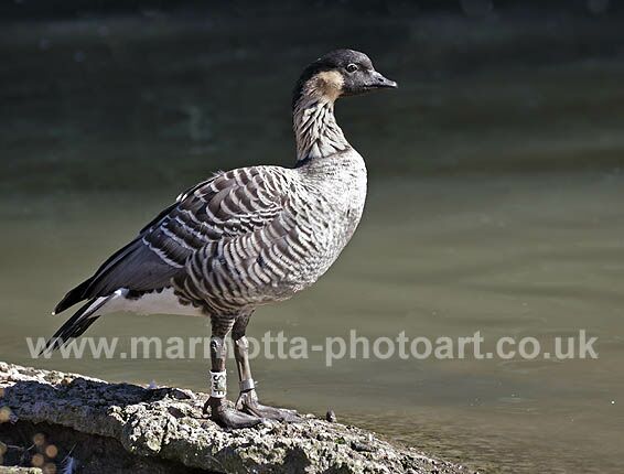 Click to See Next Image