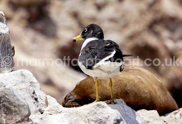 Click to See Next Image