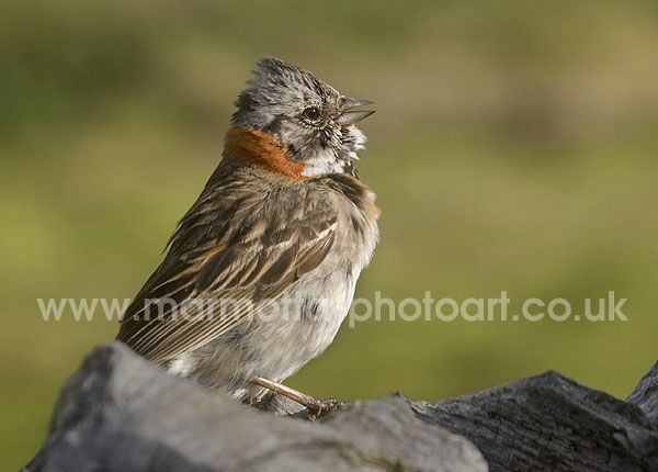 Click to See Next Image