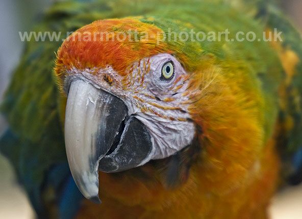 Click to See Next Image