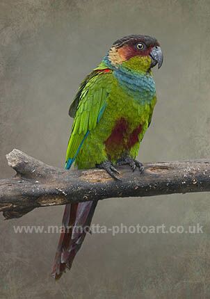 Click to See Next Image