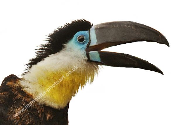 Click to See Next Image