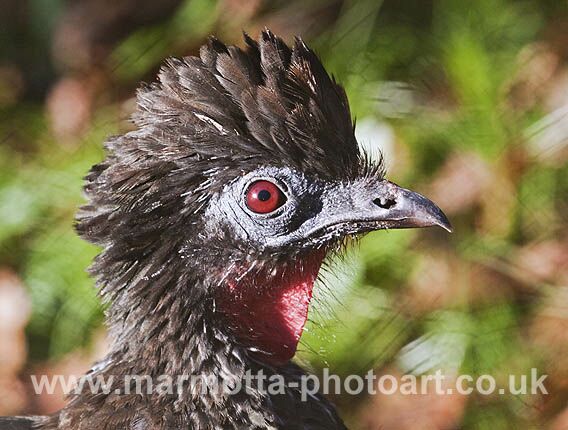 Click to See Next Image