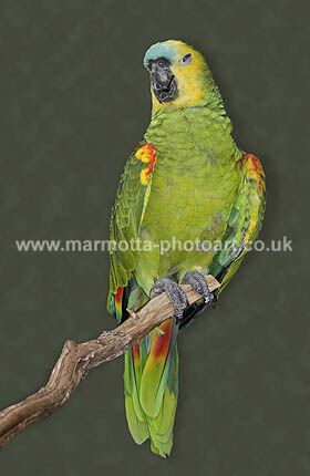 Click to See Next Image